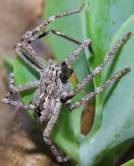 Sparassidae
