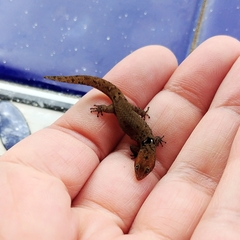 Sphaerodactylus inigoi
