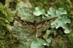 Rhimphalea