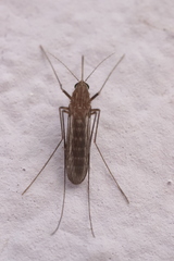 Culiseta longiareolata