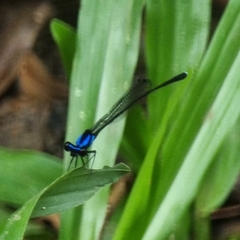 Prodasineura collaris