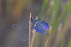 Rhyothemis triangularis