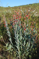Penstemon centranthifolius