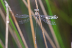 Lestes praemorsus