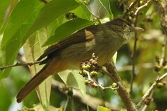 Iole viridescens cinnamomeoventris