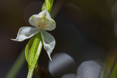 Disperis wealei