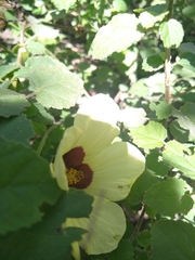 Hibiscus calyphyllus