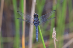 Indothemis limbata