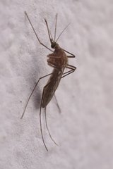 Culiseta longiareolata
