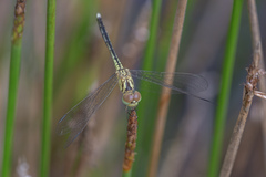 Diplacodes nebulosa