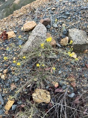 Gutierrezia californica