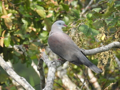 Ducula badia