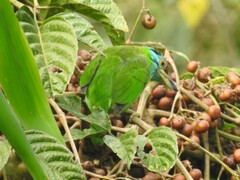 Psilopogon asiaticus