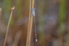 Lestes praemorsus