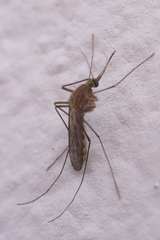 Culiseta longiareolata