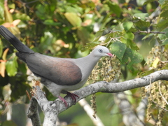 Ducula badia
