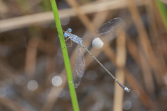 Lestes praemorsus