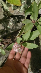 Hylotelephium telephioides