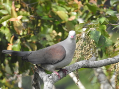 Ducula badia