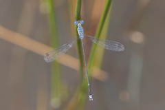 Lestes praemorsus