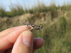 Acrotylus