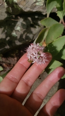 Hylotelephium telephioides