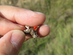 Acrotylus