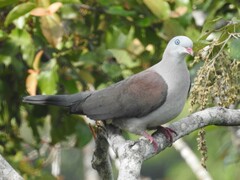 Ducula badia