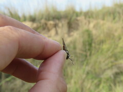Acrotylus