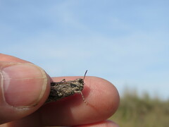 Acrotylus