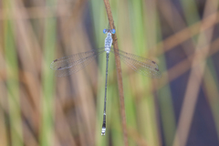 Lestes praemorsus