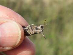 Acrotylus