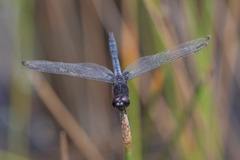 Indothemis limbata