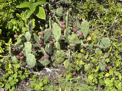Opuntia stricta