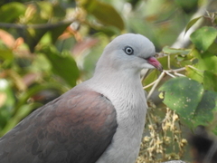 Ducula badia