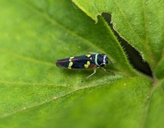 Macugonalia leucomelas