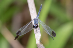 Diplacodes nebulosa