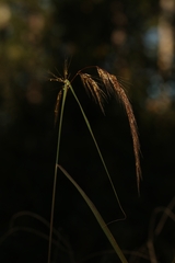 Sorghastrum elliottii