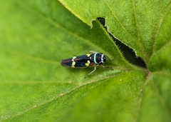 Macugonalia leucomelas