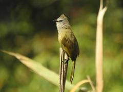 Pycnonotus flavescens