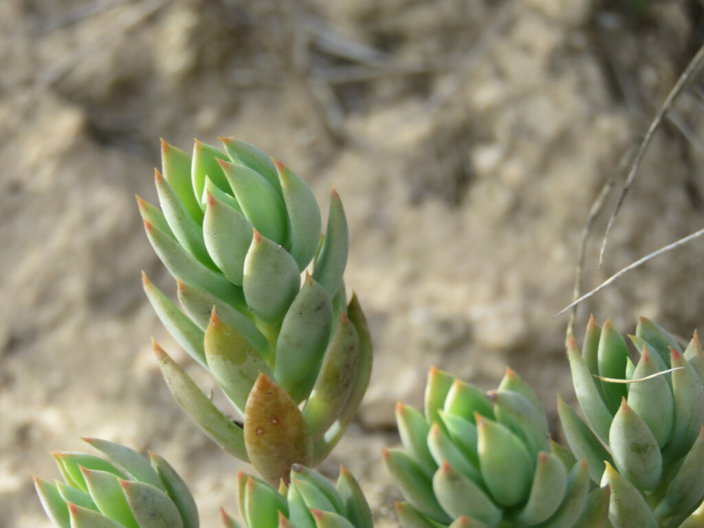 Petrosedum dianium