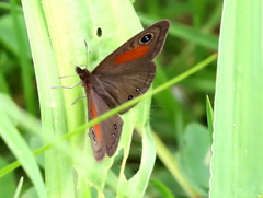 Cassionympha cassius