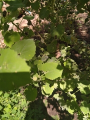 Hibiscus calyphyllus