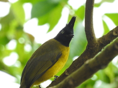 Rubigula flaviventris