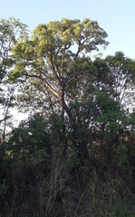 Phytolacca dioica