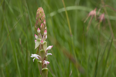 Satyrium longicauda longicauda