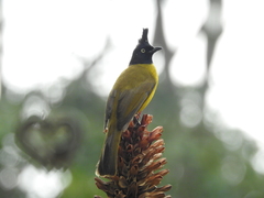 Rubigula flaviventris