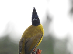 Rubigula flaviventris