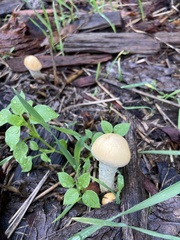 Amanita velosa