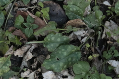 Pulmonaria